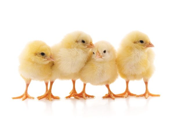 day old chicks