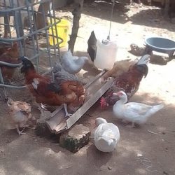 Feeding time