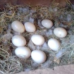 Fresh Kienyeji eggs