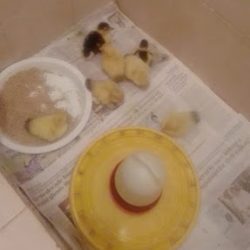 Newly hatched chicks