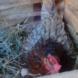 Hen in her nest