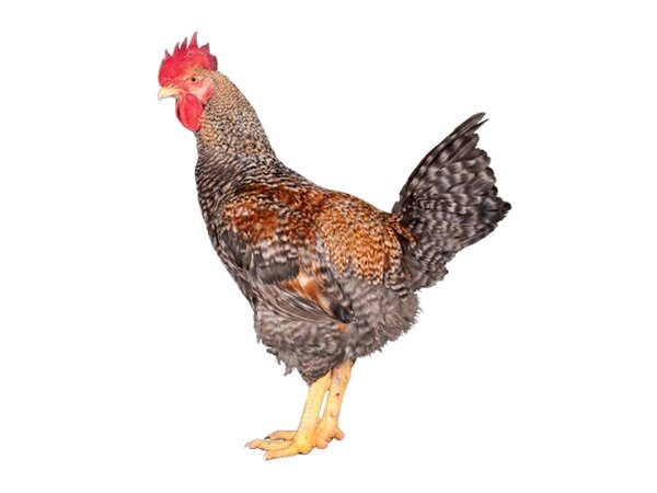 kienyeji cock
