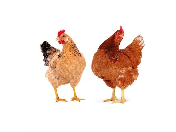 kienyeji hens