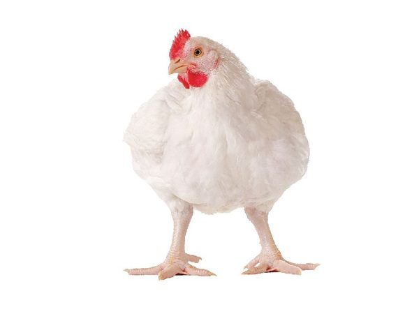 live broiler