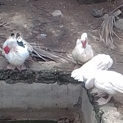 Muscovy Ducks