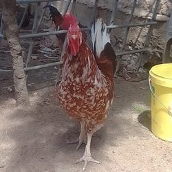 A proud cockerel